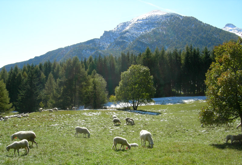 neve....sopra i 1350 m.