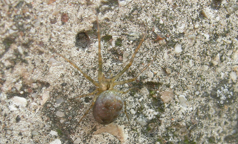 Metellina sp.