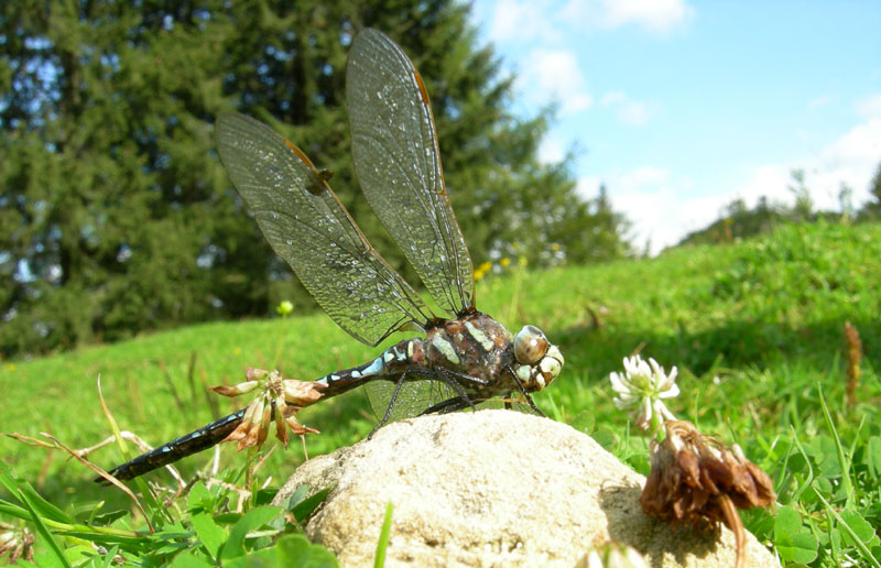 salvataggio libellula: Aeshna juncea.....Trentino/Veneto