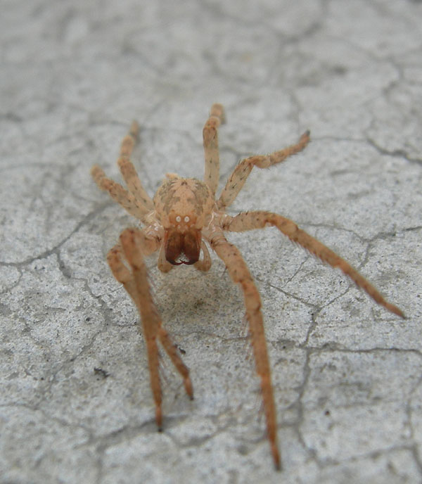 esuvia Zoropsis spinimana