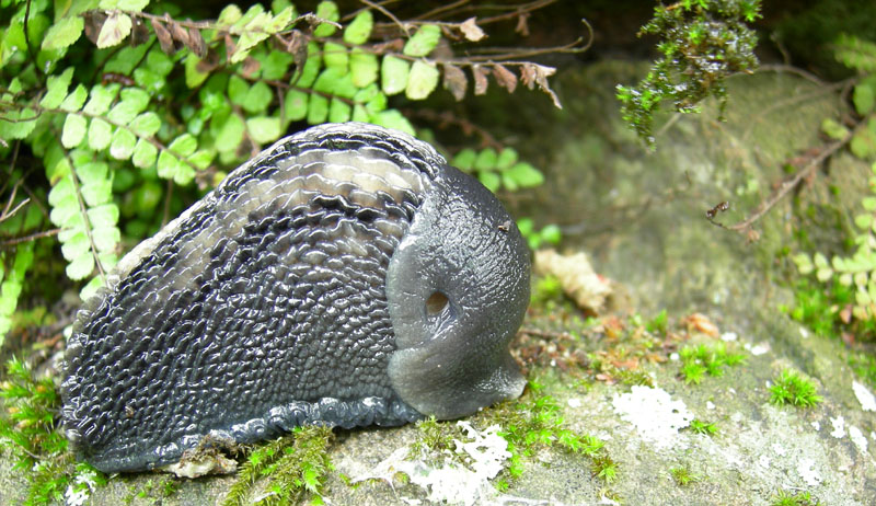 Limax cinereoniger da Baselga di Pin (TN)