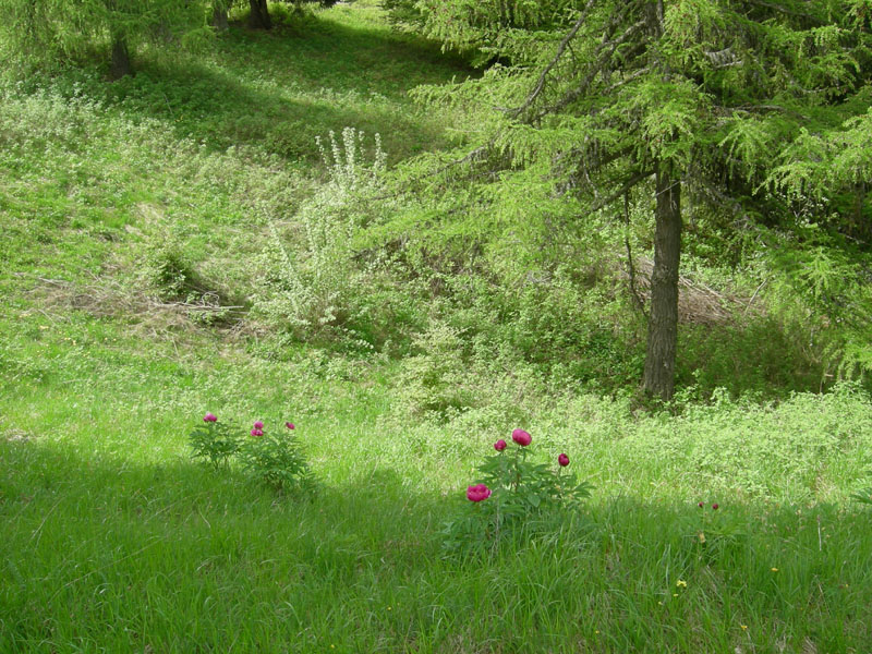 Paeonia e suo habitat....sopra Rovereto (TN)