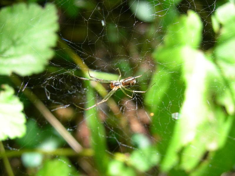 Linyphiidae (probabile Linyphia triangularis)