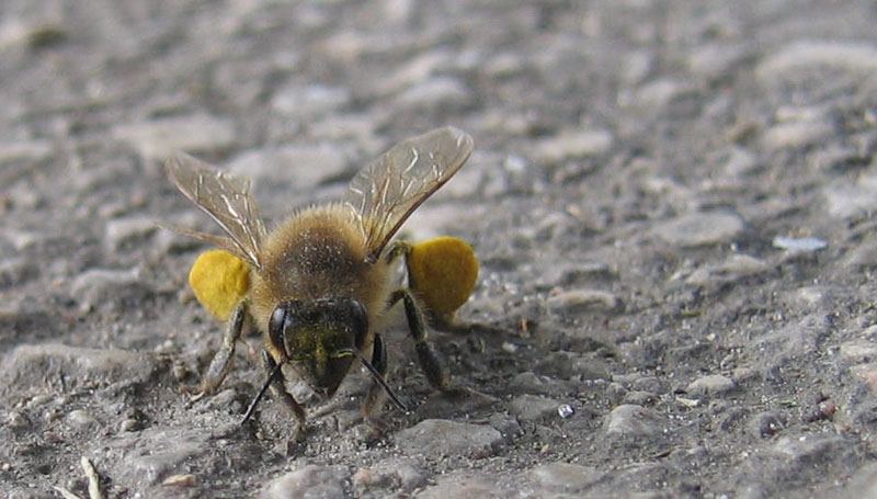 Apis mellifera: inizia la primavera anche in Trentino ?