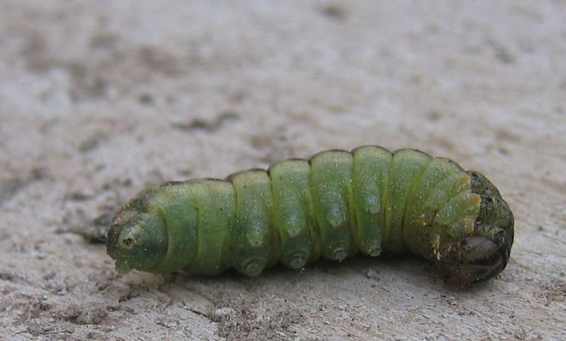 bruco: Noctua pronuba - Noctuidae.......... dal Trentino