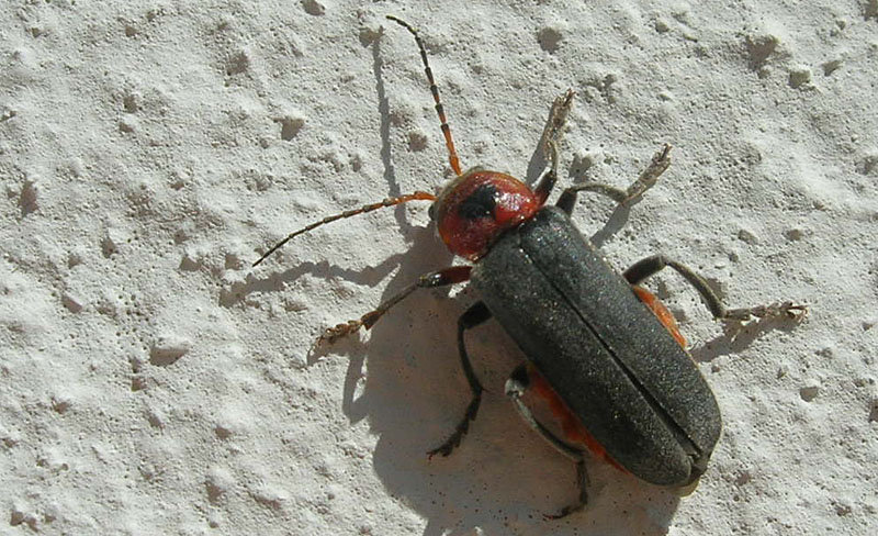 da determinare... Cantharis rustica