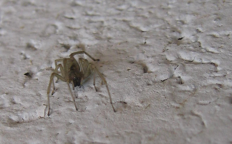 Cheiracanthium sp.