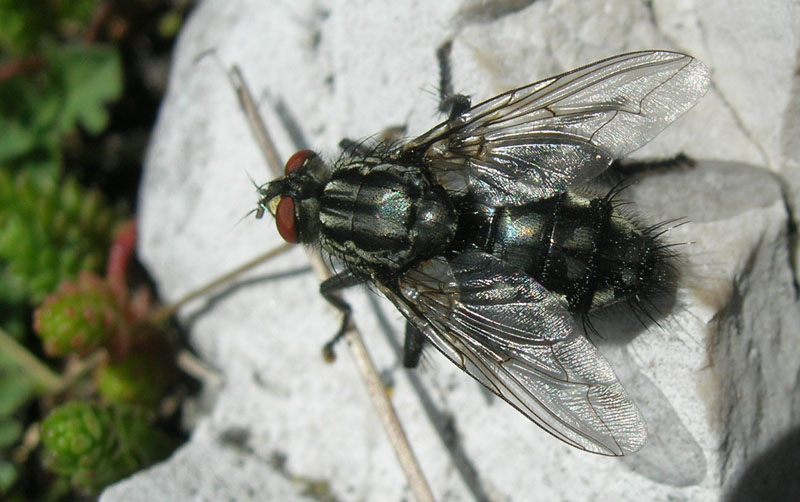 Sarcophaga sp. (Sarcophagidae)