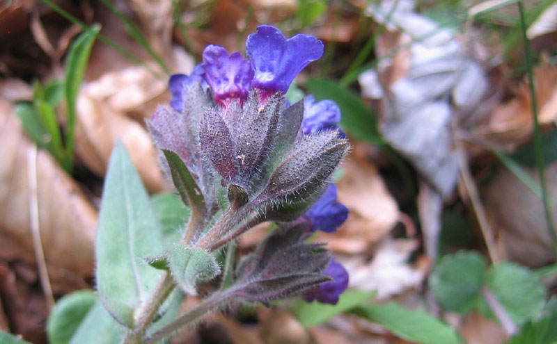 Pulmonaria sp.