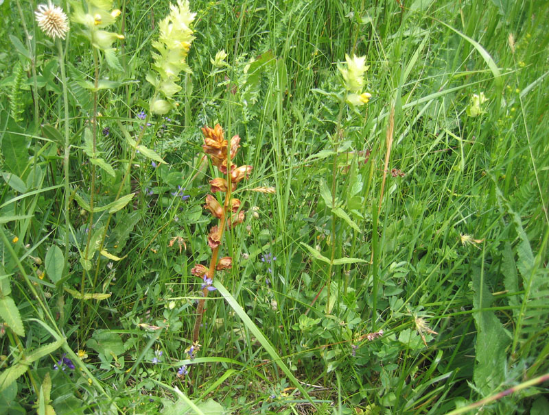 orchidea ? no, Orobanche cfr. gracilis