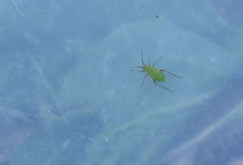 Giovane Miridae problematico da determinare....
