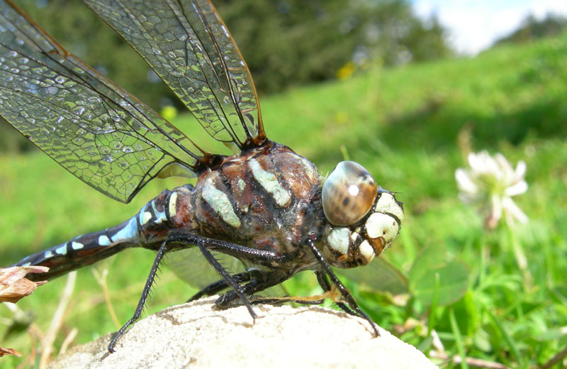 salvataggio libellula: Aeshna juncea.....Trentino/Veneto