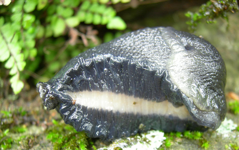 Limax cinereoniger da Baselga di Pin (TN)