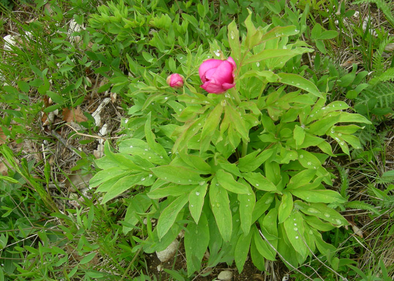 Paeonia e suo habitat....sopra Rovereto (TN)