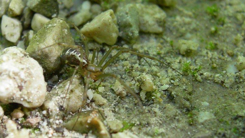 Linyphiidae (probabile Linyphia triangularis)