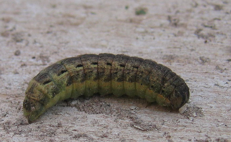 bruco: Noctua pronuba - Noctuidae.......... dal Trentino