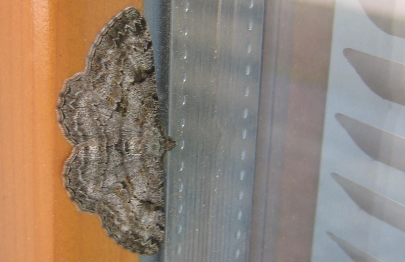 Peribatodes rhomboidaria - Geometridae.......dal Trentino