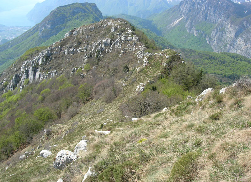 Sarcophaga sp. (Sarcophagidae)