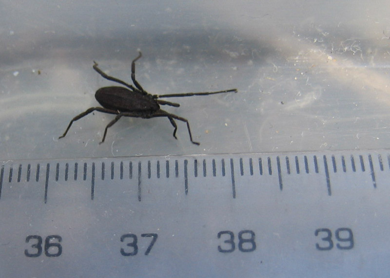 Trogulus del Trentino (Trogulus martensi ?)