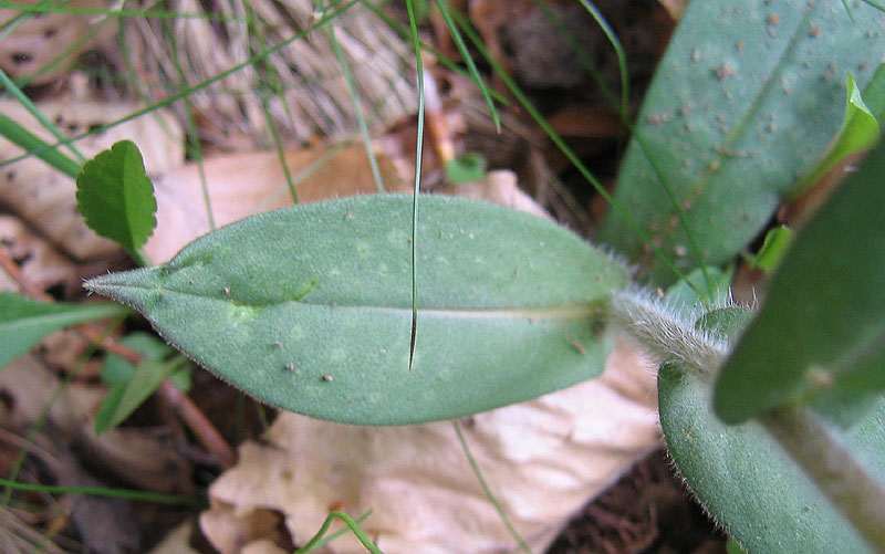 Pulmonaria sp.