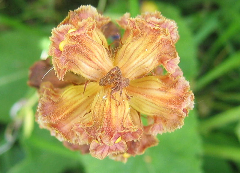orchidea ? no, Orobanche cfr. gracilis