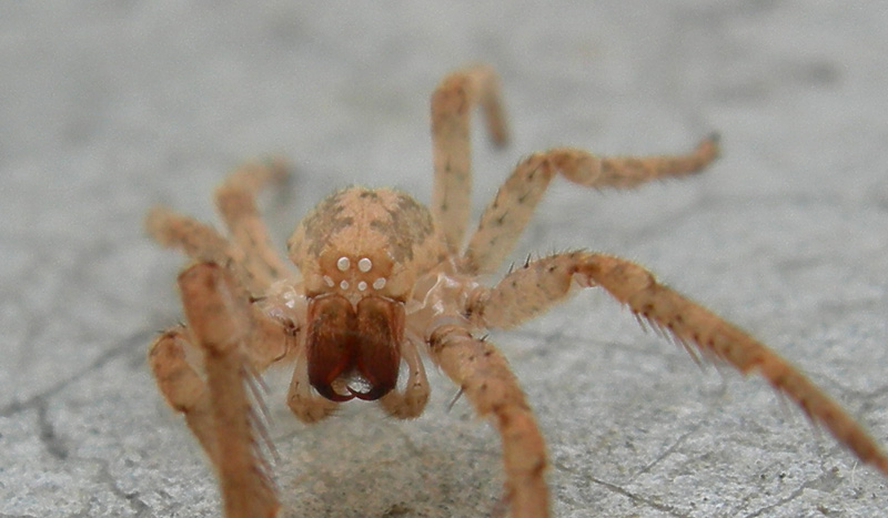 esuvia Zoropsis spinimana