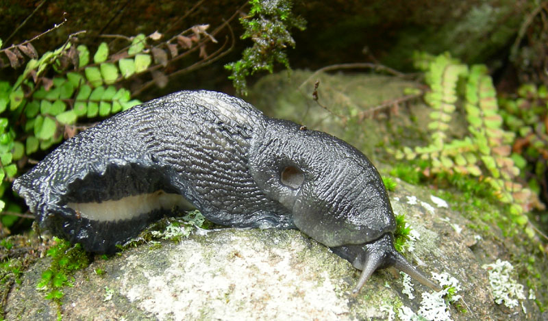 Limax cinereoniger da Baselga di Pin (TN)