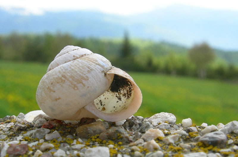 da determinare....Monte Finonchio (TN)