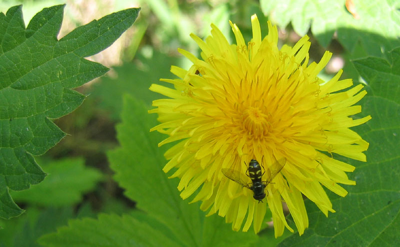 Dasysyrphus cf. pinastri M (Syrphidae).