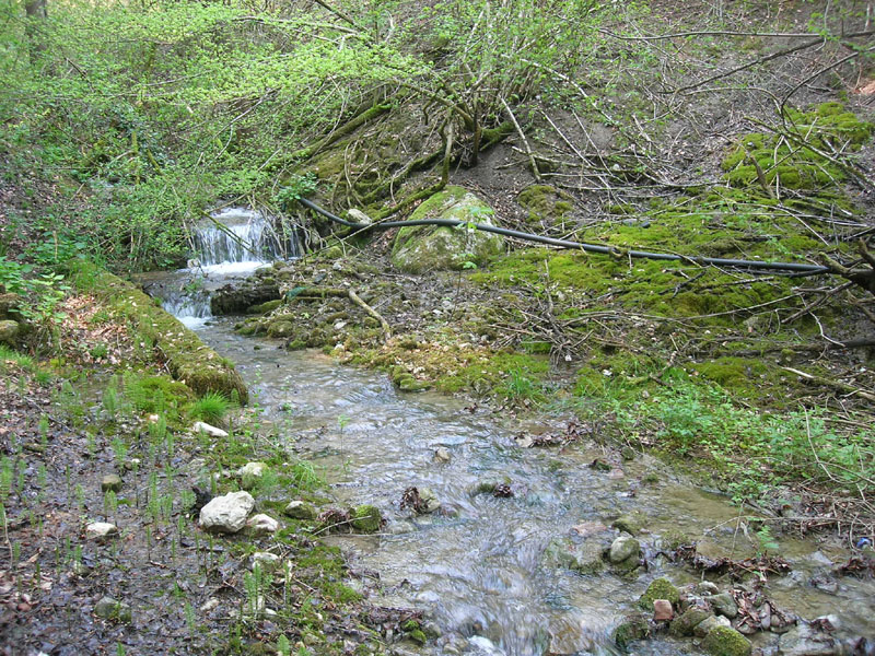 gradazioni di colore di Arion sp.