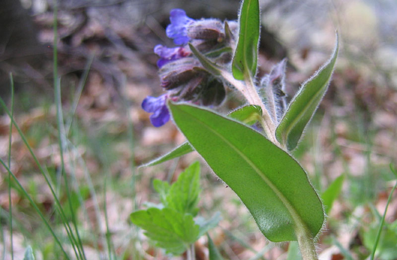 Pulmonaria sp.