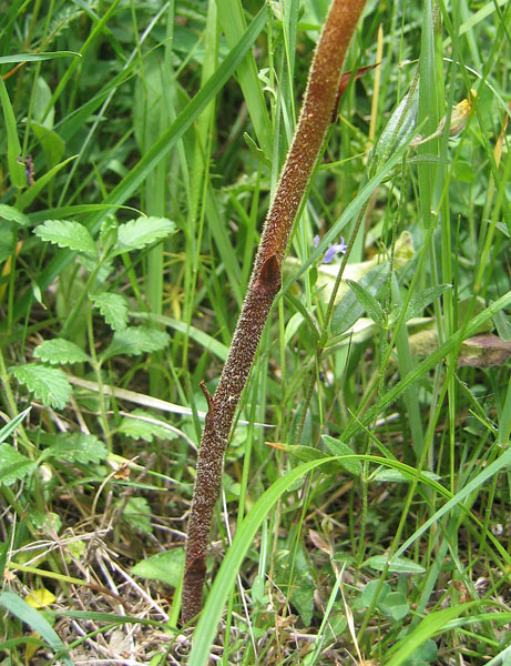 orchidea ? no, Orobanche cfr. gracilis
