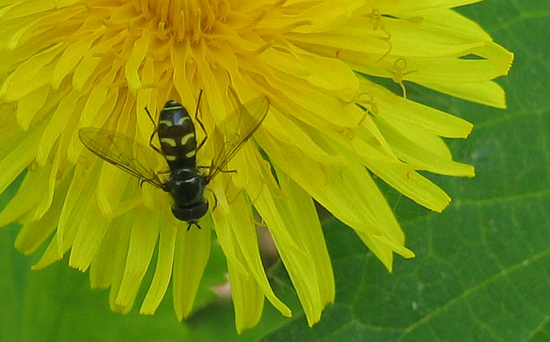 Dasysyrphus cf. pinastri M (Syrphidae).