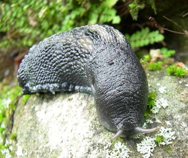 Limax cinereoniger da Baselga di Pin (TN)