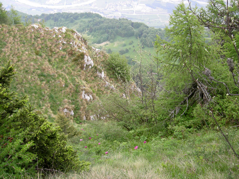 Paeonia e suo habitat....sopra Rovereto (TN)