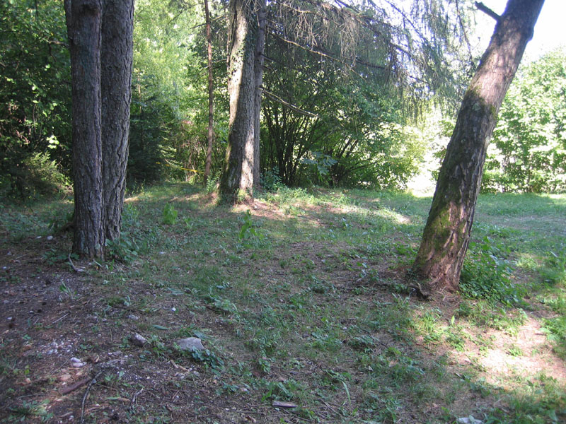 Trogulus del Trentino (Trogulus martensi ?)