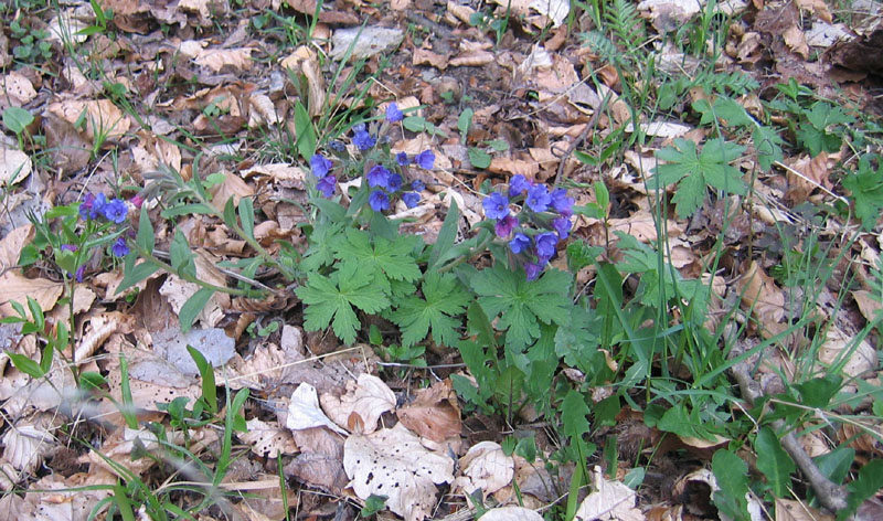 Pulmonaria sp.