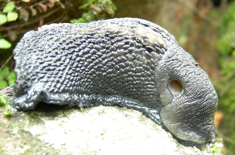 Limax cinereoniger da Baselga di Pin (TN)