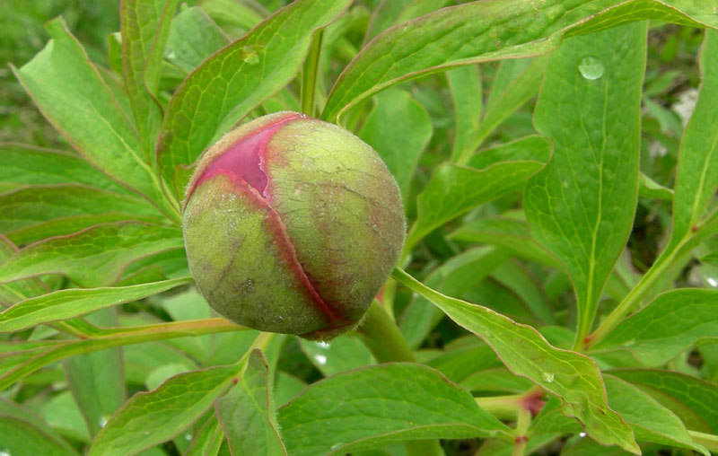 Paeonia e suo habitat....sopra Rovereto (TN)