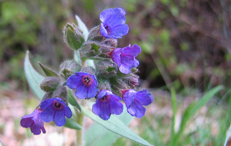 Pulmonaria sp.