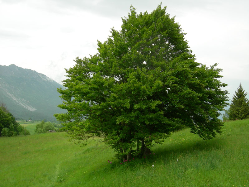 Paeonia e suo habitat....sopra Rovereto (TN)