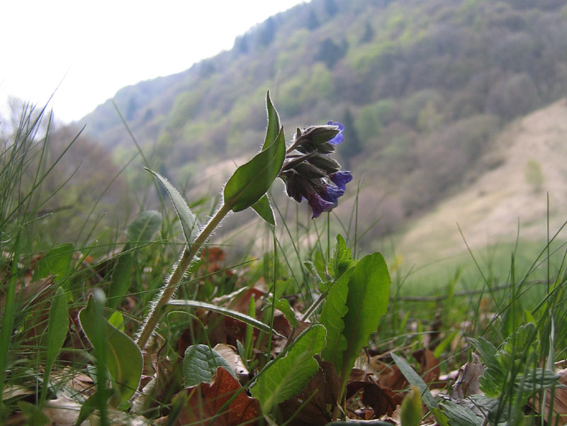 Pulmonaria sp.
