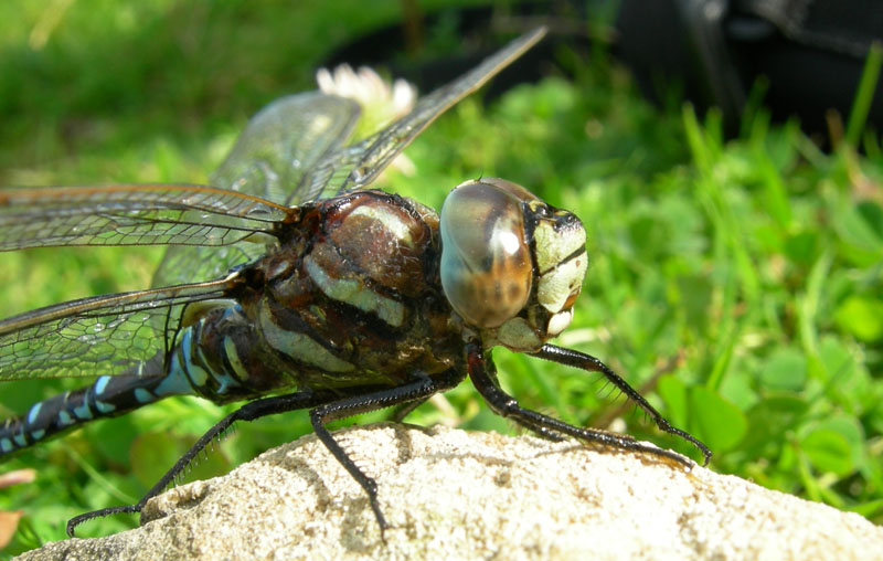 salvataggio libellula: Aeshna juncea.....Trentino/Veneto