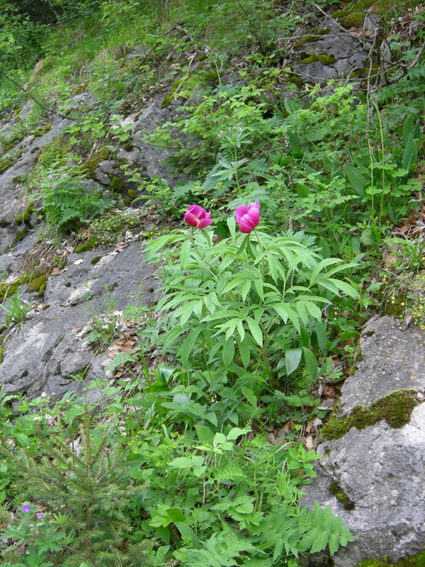 Paeonia e suo habitat....sopra Rovereto (TN)