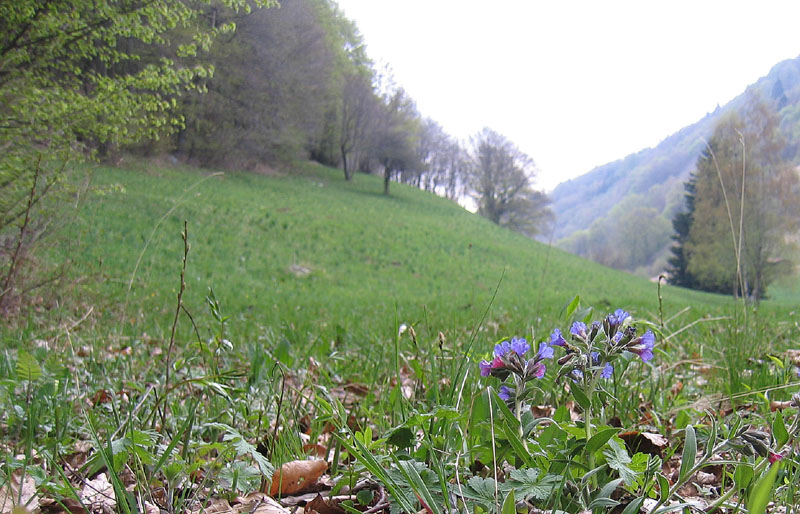 Pulmonaria sp.