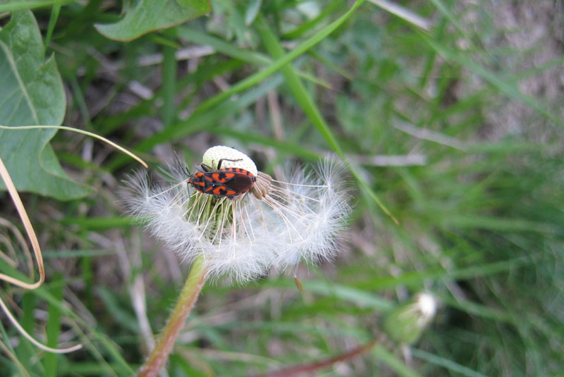 Lygaeidae: Spilostethus saxatilis del Trentino