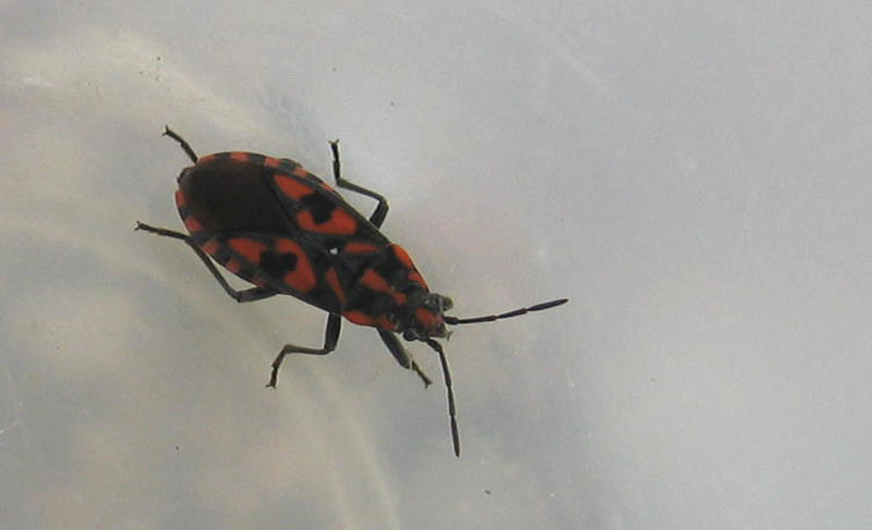 Lygaeidae: Spilostethus saxatilis del Trentino