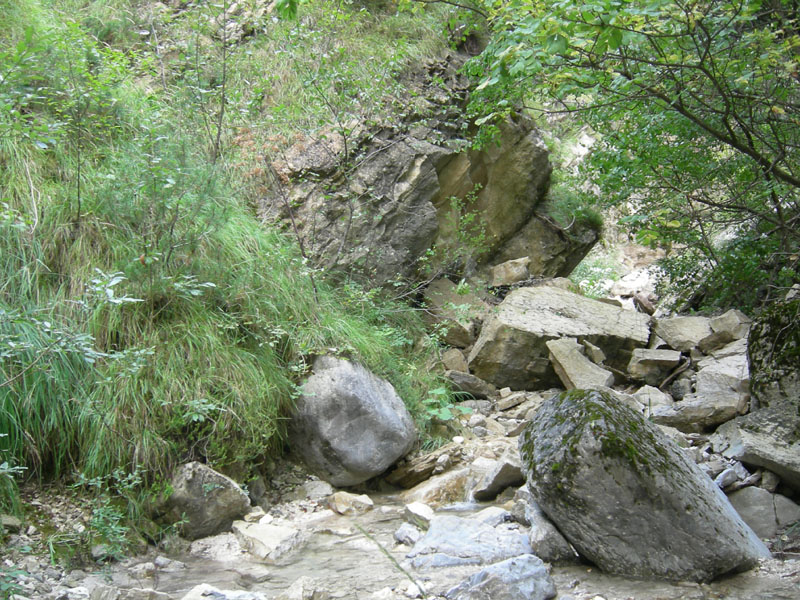 bruco: Coscina cribaria - Arctiidae.........dal Trentino