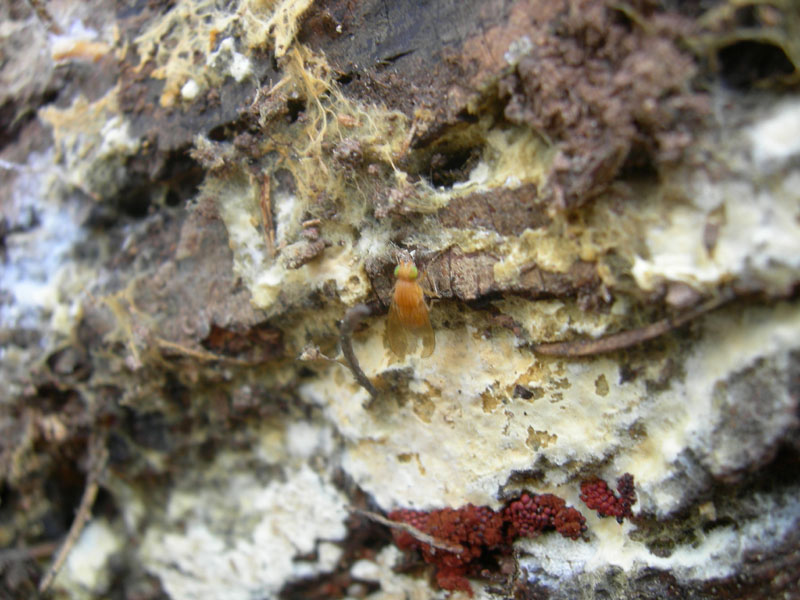 Lauxaniidae: cfr. Sapromyza sp.