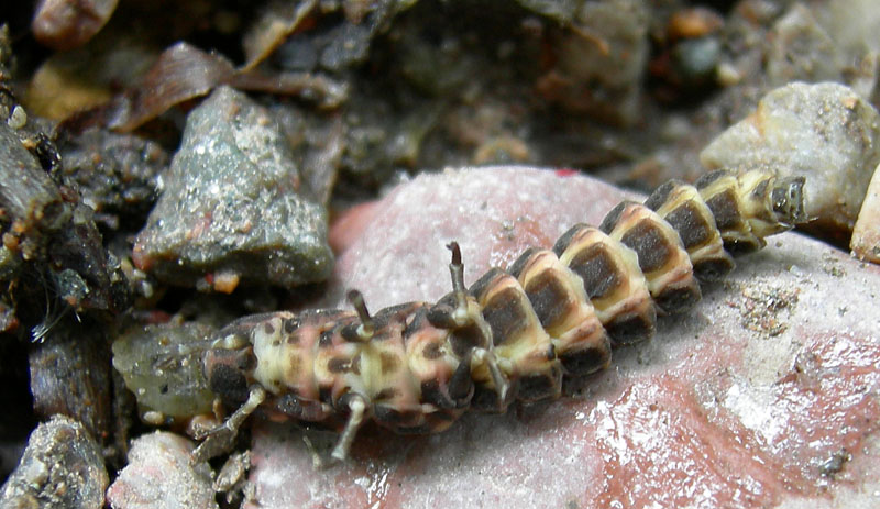larva di Lampyris noctiluca